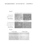 REVASCULARIZATION CELLS DERIVED FROM MONONUCLEAR CELLS, AND METHOD OF     INDUCING DIFFERENTIATION THEREOF diagram and image