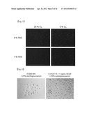 REVASCULARIZATION CELLS DERIVED FROM MONONUCLEAR CELLS, AND METHOD OF     INDUCING DIFFERENTIATION THEREOF diagram and image