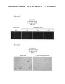 REVASCULARIZATION CELLS DERIVED FROM MONONUCLEAR CELLS, AND METHOD OF     INDUCING DIFFERENTIATION THEREOF diagram and image