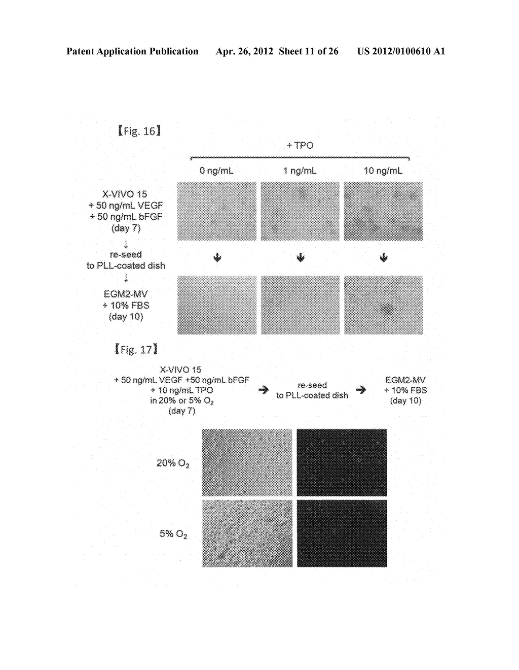 REVASCULARIZATION CELLS DERIVED FROM MONONUCLEAR CELLS, AND METHOD OF     INDUCING DIFFERENTIATION THEREOF - diagram, schematic, and image 12