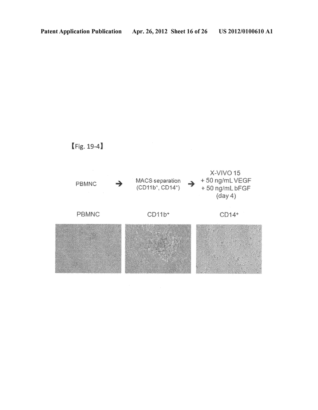 REVASCULARIZATION CELLS DERIVED FROM MONONUCLEAR CELLS, AND METHOD OF     INDUCING DIFFERENTIATION THEREOF - diagram, schematic, and image 17