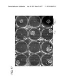 CULTURE SUBSTRATE, CULTURE SHEET, AND CELL CULTURE METHOD diagram and image