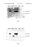 Use of chemical chaperones to treat glaucoma caused by misfolded or     misprocessed proteins diagram and image