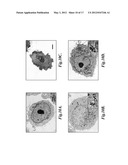 METHOTREXATE-MODIFIED NANOPARTICLES AND RELATED METHODS diagram and image