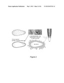 PRODUCTION OF RECOMBINANT PROTEINS IN CILIATES AND USES THEREOF diagram and image