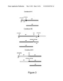 PRODUCTION OF RECOMBINANT PROTEINS IN CILIATES AND USES THEREOF diagram and image