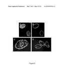 PRODUCTION OF RECOMBINANT PROTEINS IN CILIATES AND USES THEREOF diagram and image