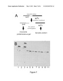 PRODUCTION OF RECOMBINANT PROTEINS IN CILIATES AND USES THEREOF diagram and image