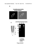 PRODUCTION OF RECOMBINANT PROTEINS IN CILIATES AND USES THEREOF diagram and image