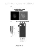 PRODUCTION OF RECOMBINANT PROTEINS IN CILIATES AND USES THEREOF diagram and image