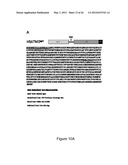 PRODUCTION OF RECOMBINANT PROTEINS IN CILIATES AND USES THEREOF diagram and image