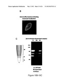 PRODUCTION OF RECOMBINANT PROTEINS IN CILIATES AND USES THEREOF diagram and image