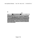 PRODUCTION OF RECOMBINANT PROTEINS IN CILIATES AND USES THEREOF diagram and image