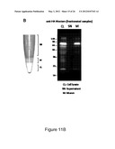 PRODUCTION OF RECOMBINANT PROTEINS IN CILIATES AND USES THEREOF diagram and image