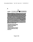 PRODUCTION OF RECOMBINANT PROTEINS IN CILIATES AND USES THEREOF diagram and image