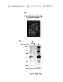 PRODUCTION OF RECOMBINANT PROTEINS IN CILIATES AND USES THEREOF diagram and image