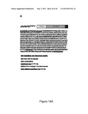 PRODUCTION OF RECOMBINANT PROTEINS IN CILIATES AND USES THEREOF diagram and image