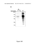 PRODUCTION OF RECOMBINANT PROTEINS IN CILIATES AND USES THEREOF diagram and image