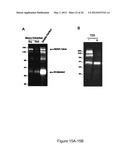 PRODUCTION OF RECOMBINANT PROTEINS IN CILIATES AND USES THEREOF diagram and image