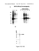 PRODUCTION OF RECOMBINANT PROTEINS IN CILIATES AND USES THEREOF diagram and image