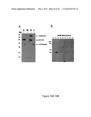 PRODUCTION OF RECOMBINANT PROTEINS IN CILIATES AND USES THEREOF diagram and image