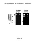 PRODUCTION OF RECOMBINANT PROTEINS IN CILIATES AND USES THEREOF diagram and image