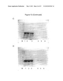 METHOD FOR REDUCING METHOXYPYRAZINES IN GRAPES AND GRAPE PRODUCTS diagram and image