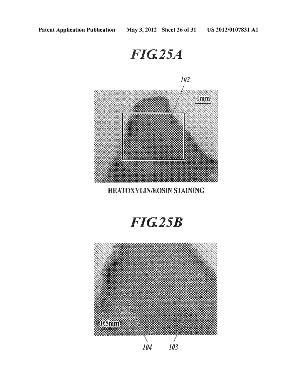 METHOD FOR DETECTING AFFERENT LYMPH VESSEL INFLOW REGIONS AND METHOD FOR     IDENTIFYING SPECIFIC CELLS - diagram, schematic, and image 27