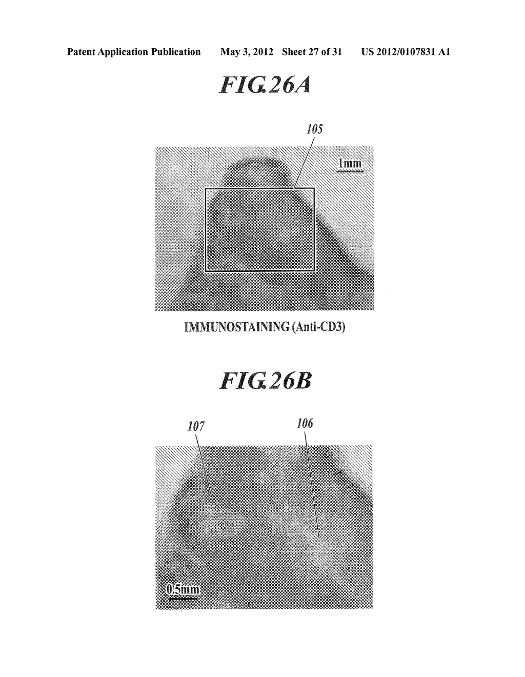 METHOD FOR DETECTING AFFERENT LYMPH VESSEL INFLOW REGIONS AND METHOD FOR     IDENTIFYING SPECIFIC CELLS - diagram, schematic, and image 28