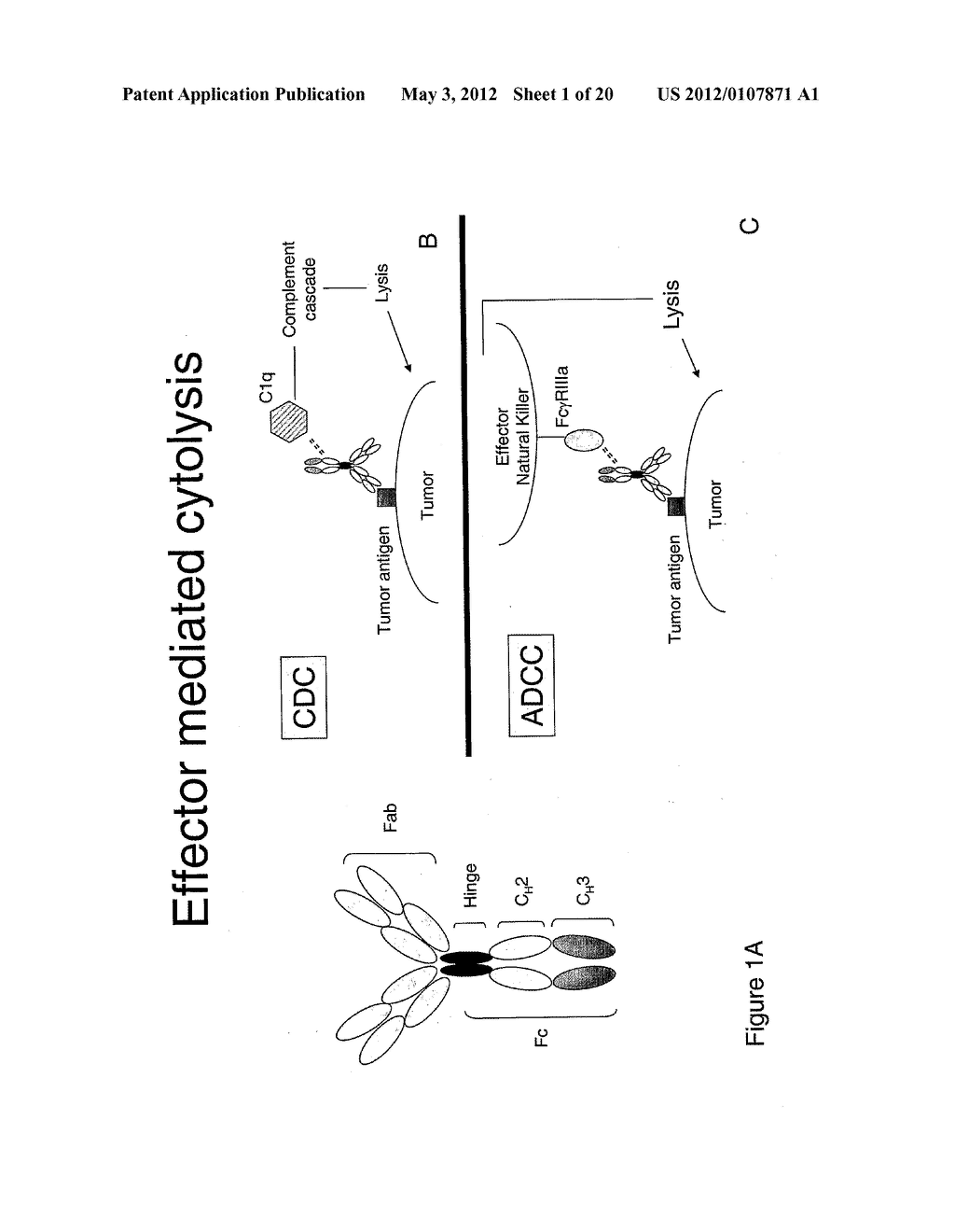 METHOD OF PRODUCING HUMAN IGG ANTIBODIES WITH ENHANCED EFFECTOR FUNCTIONS - diagram, schematic, and image 02