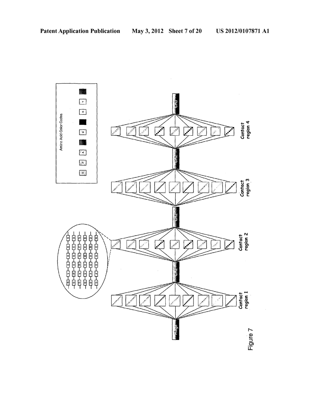 METHOD OF PRODUCING HUMAN IGG ANTIBODIES WITH ENHANCED EFFECTOR FUNCTIONS - diagram, schematic, and image 08