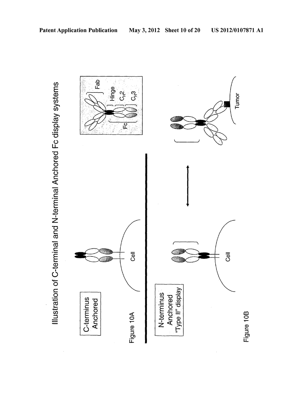 METHOD OF PRODUCING HUMAN IGG ANTIBODIES WITH ENHANCED EFFECTOR FUNCTIONS - diagram, schematic, and image 11