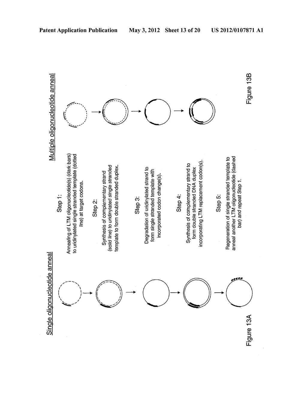METHOD OF PRODUCING HUMAN IGG ANTIBODIES WITH ENHANCED EFFECTOR FUNCTIONS - diagram, schematic, and image 14
