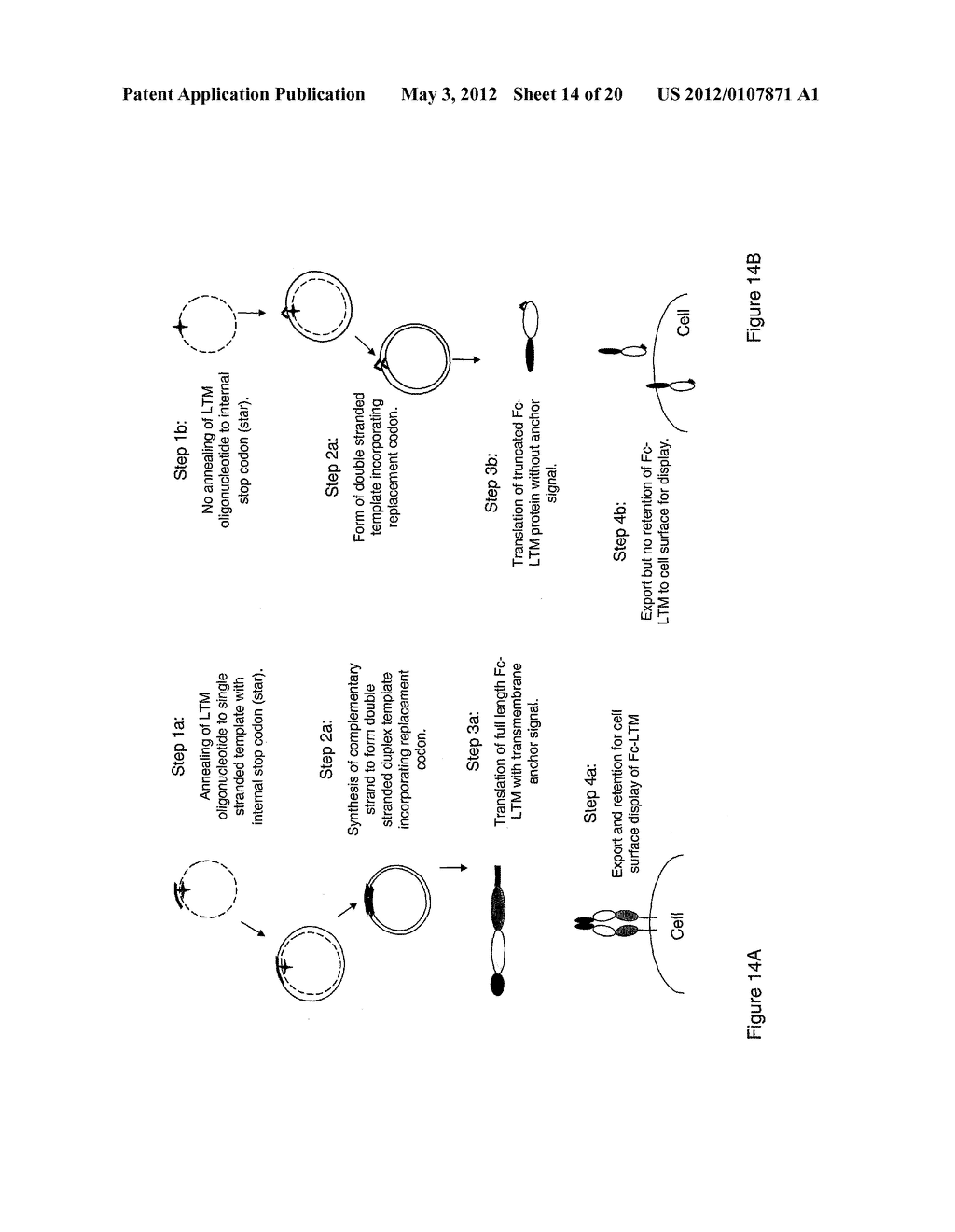 METHOD OF PRODUCING HUMAN IGG ANTIBODIES WITH ENHANCED EFFECTOR FUNCTIONS - diagram, schematic, and image 15