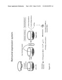 METHOD OF PRODUCING HUMAN IGG ANTIBODIES WITH ENHANCED EFFECTOR FUNCTIONS diagram and image