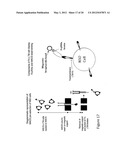 METHOD OF PRODUCING HUMAN IGG ANTIBODIES WITH ENHANCED EFFECTOR FUNCTIONS diagram and image