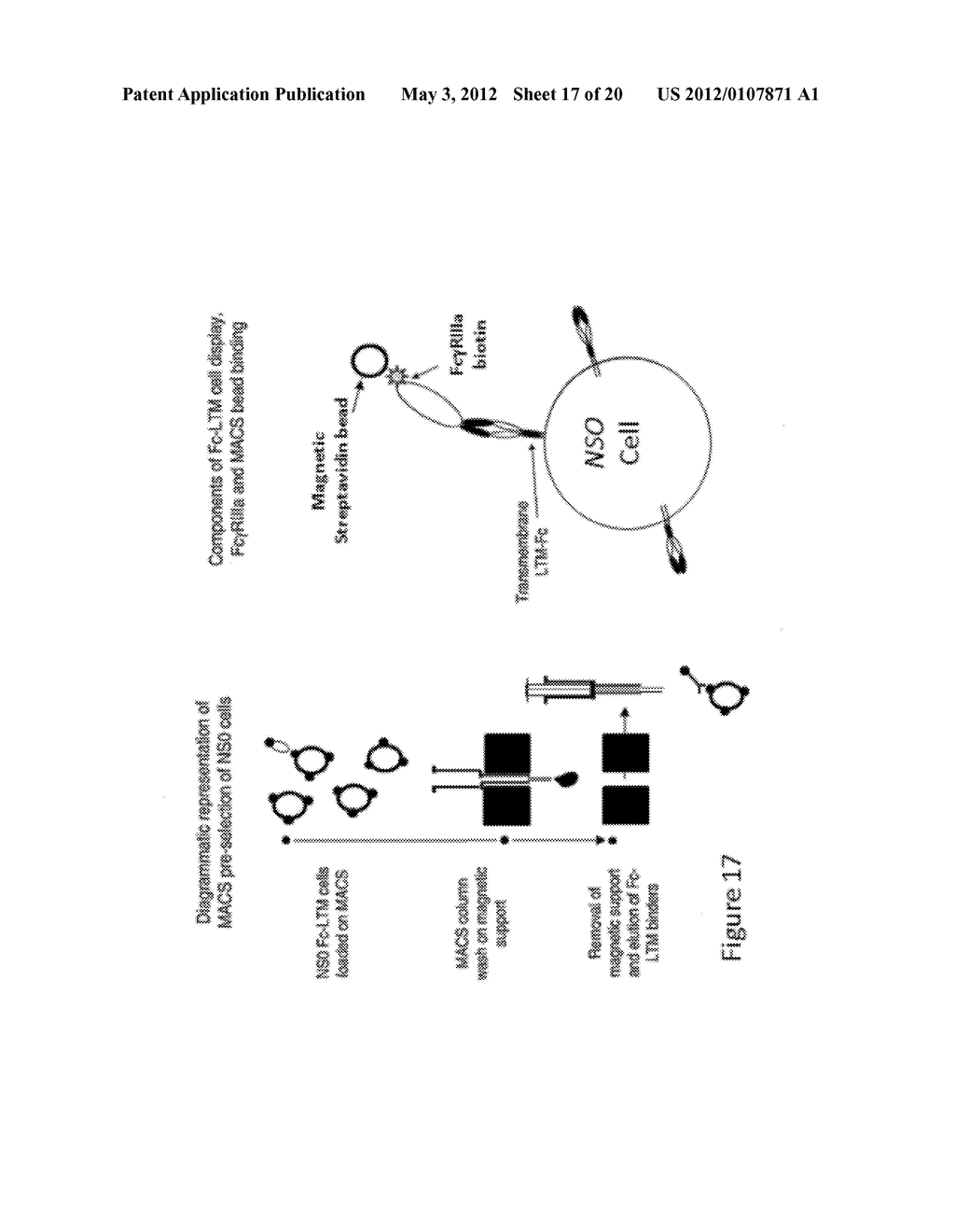 METHOD OF PRODUCING HUMAN IGG ANTIBODIES WITH ENHANCED EFFECTOR FUNCTIONS - diagram, schematic, and image 18