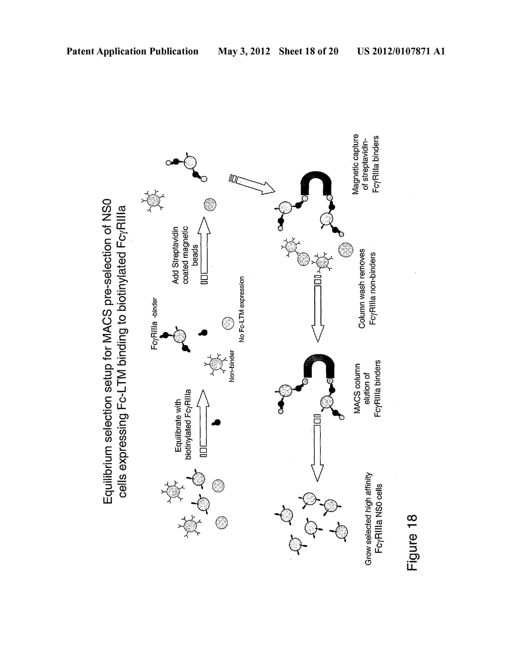 METHOD OF PRODUCING HUMAN IGG ANTIBODIES WITH ENHANCED EFFECTOR FUNCTIONS - diagram, schematic, and image 19
