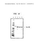 Methods and Compositions for Concentrating Secreted Recombinant Protein diagram and image