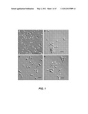 ENDOPHYTIC YEAST STRAINS, METHODS FOR ETHANOL AND XYLITOL PRODUCTION,     METHODS FOR BIOLOGICAL NITROGEN FIXATION, AND A GENETIC SOURCE FOR     IMPROVEMENT OF INDUSTRIAL STRAINS diagram and image