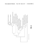 ENDOPHYTIC YEAST STRAINS, METHODS FOR ETHANOL AND XYLITOL PRODUCTION,     METHODS FOR BIOLOGICAL NITROGEN FIXATION, AND A GENETIC SOURCE FOR     IMPROVEMENT OF INDUSTRIAL STRAINS diagram and image