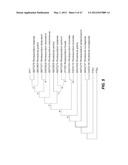 ENDOPHYTIC YEAST STRAINS, METHODS FOR ETHANOL AND XYLITOL PRODUCTION,     METHODS FOR BIOLOGICAL NITROGEN FIXATION, AND A GENETIC SOURCE FOR     IMPROVEMENT OF INDUSTRIAL STRAINS diagram and image