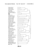 ENDOPHYTIC YEAST STRAINS, METHODS FOR ETHANOL AND XYLITOL PRODUCTION,     METHODS FOR BIOLOGICAL NITROGEN FIXATION, AND A GENETIC SOURCE FOR     IMPROVEMENT OF INDUSTRIAL STRAINS diagram and image