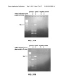 ENDOPHYTIC YEAST STRAINS, METHODS FOR ETHANOL AND XYLITOL PRODUCTION,     METHODS FOR BIOLOGICAL NITROGEN FIXATION, AND A GENETIC SOURCE FOR     IMPROVEMENT OF INDUSTRIAL STRAINS diagram and image