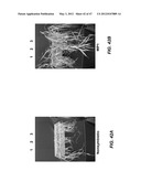 ENDOPHYTIC YEAST STRAINS, METHODS FOR ETHANOL AND XYLITOL PRODUCTION,     METHODS FOR BIOLOGICAL NITROGEN FIXATION, AND A GENETIC SOURCE FOR     IMPROVEMENT OF INDUSTRIAL STRAINS diagram and image