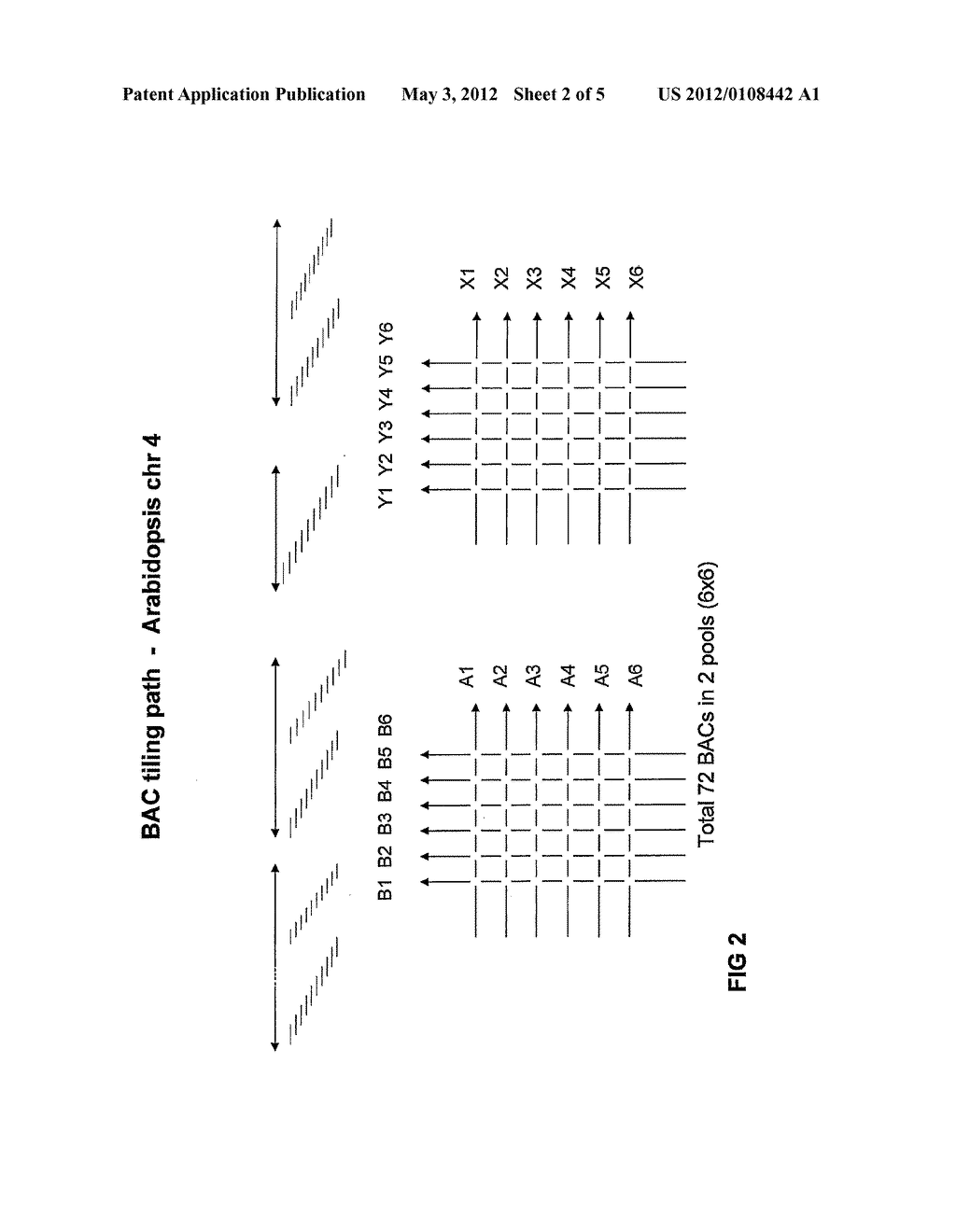 METHOD FOR THE IDENTIFICATION OF THE CLONAL SOURCE OF A RESTRICTION     FRAGMENT - diagram, schematic, and image 03