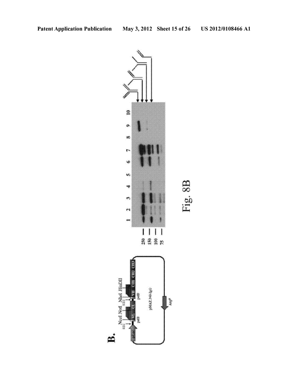 IMMUNOGLOBULIN LIBRARIES - diagram, schematic, and image 16