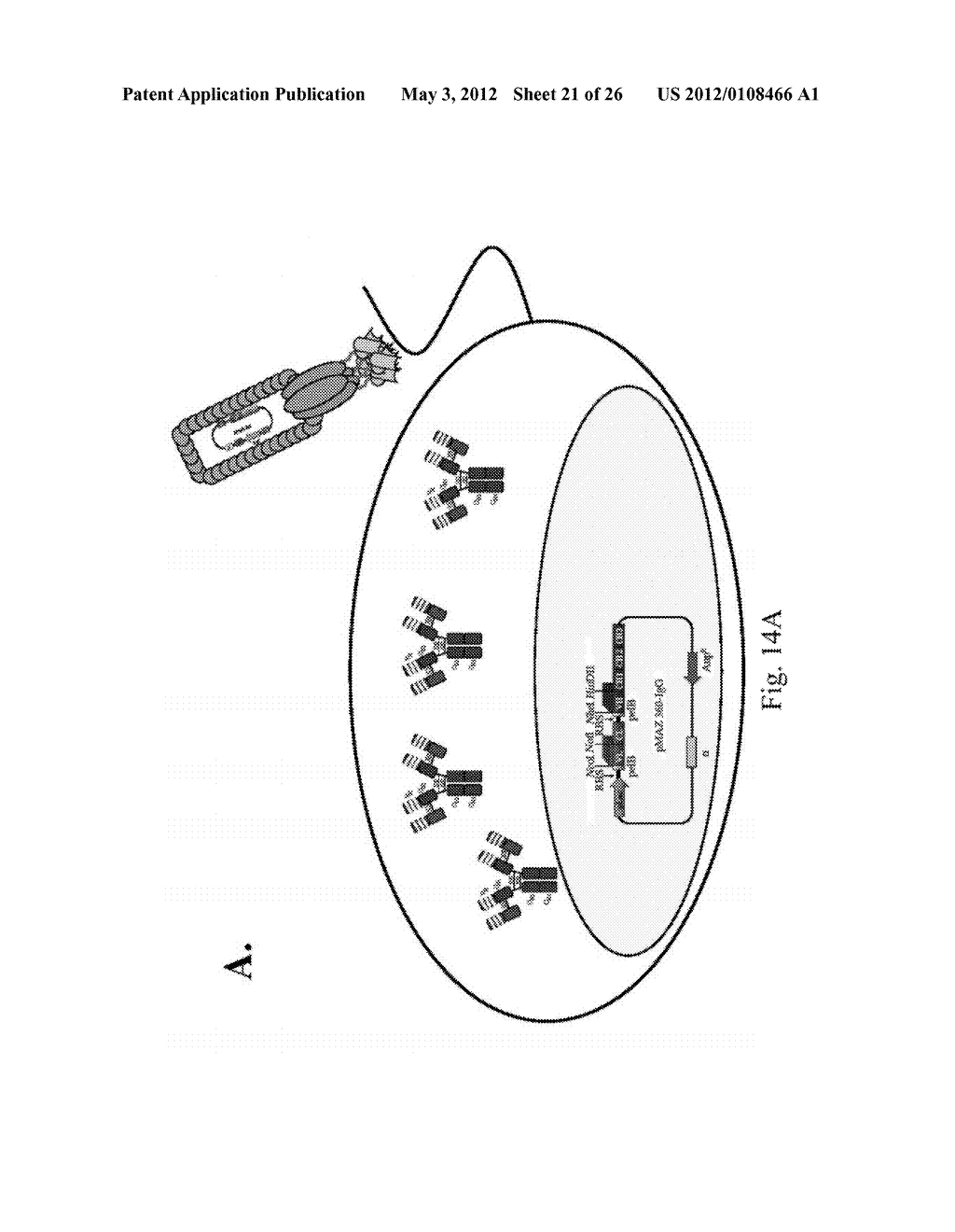 IMMUNOGLOBULIN LIBRARIES - diagram, schematic, and image 22