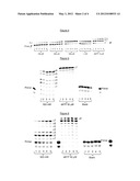 NOVEL PHOSPHATE MODIFIED NUCLEOSIDES USEFUL AS SUBSTRATES FOR POLYMERASES     AND AS ANTIVIRAL AGENTS diagram and image