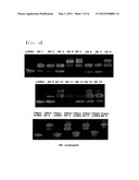 SIRNA CONJUGATE AND PREPARATION METHOD THEREOF diagram and image